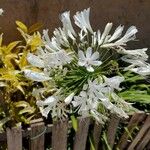 Agapanthus africanusКвітка