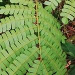 Albizia adianthifolia Blatt