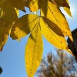 Fraxinus latifolia Leaf