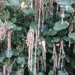 Garrya elliptica Blüte