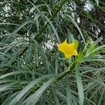 Thevetia neriifolia Flor