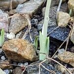 Crocus kotschyanus Листок