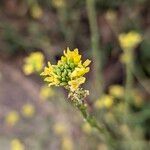 Hirschfeldia incana Floare