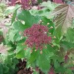 Viburnum sargentii Flower