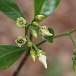 Voacanga africana Blomma