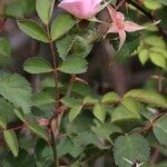 Rosa chavinii Other