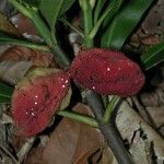 Ochrosia grandiflora Fruto