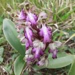 Himantoglossum robertianum Flower