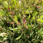 Atriplex portulacoidesFlower