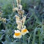 Linaria supinaFloare