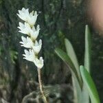Bolusiella zenkeri Flor