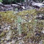 Paepalanthus fasciculatus Hábito