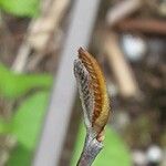 Asimina triloba Blad