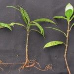 Psychotria elata Други