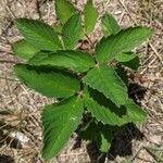 Fragaria virginiana Blatt