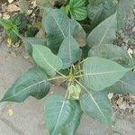 Ficus platyphylla Leaf