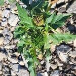 Datura ferox Плод