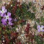 Matthiola tricuspidata 花