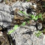 Cytisus decumbens Hoja