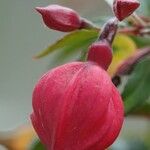 Fuchsia × standishii Flower