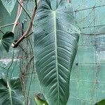 Philodendron davidsonii Folha