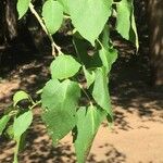 Croton megalobotrys Hàbitat