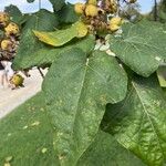 Catalpa ovataLeaf