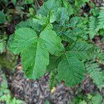 Toxicodendron diversilobum 葉