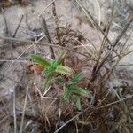 Silene nicaeensis Leaf