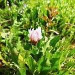 Trifolium clypeatum Floare