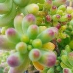 Sedum pachyphyllum 葉