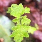 Jovellana violacea Leaf