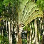 Dypsis decaryi List