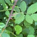 Rosa arvensis Foglia