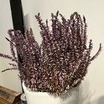 Calluna vulgarisBlad