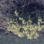 Astragalus racemosus Habitat