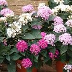 Pentas lanceolata عادت داشتن