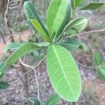 Terminalia sericea Leaf