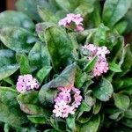 Myosotis sylvatica Fula