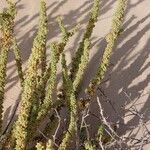 Traganum moquinii Hoja