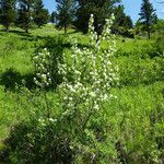 Amelanchier utahensis عادت