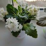 Saintpaulia ionantha Flor