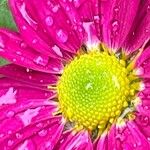 Tanacetum coccineumFlower