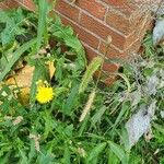 Sonchus arvensisBlomst