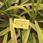 Beschorneria yuccoides 葉