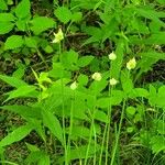 Allium canadense Blatt