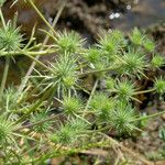 Eryngium vaseyi