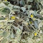 Phlomis olivieri Habit