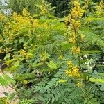 Senna marilandica 整株植物