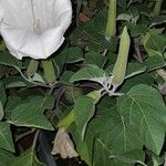 Datura inoxia Virág